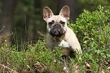 BOULEDOGUE FRANCAIS 410